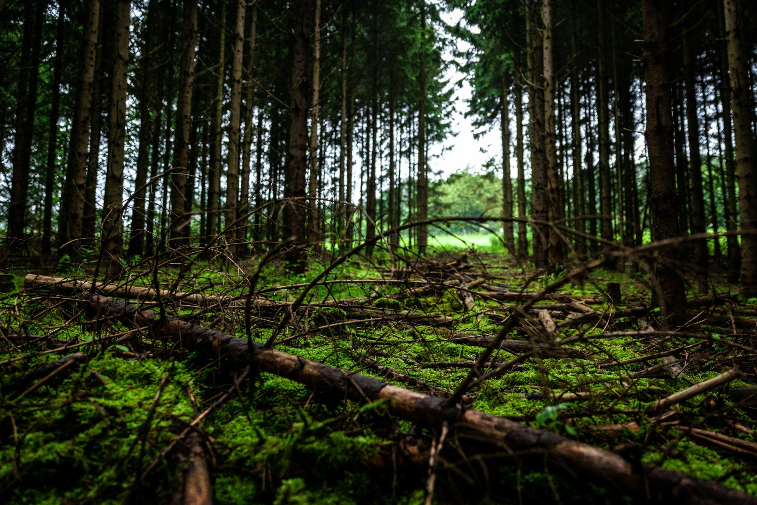 2024 Nürburgring 24 Hours downed trees path