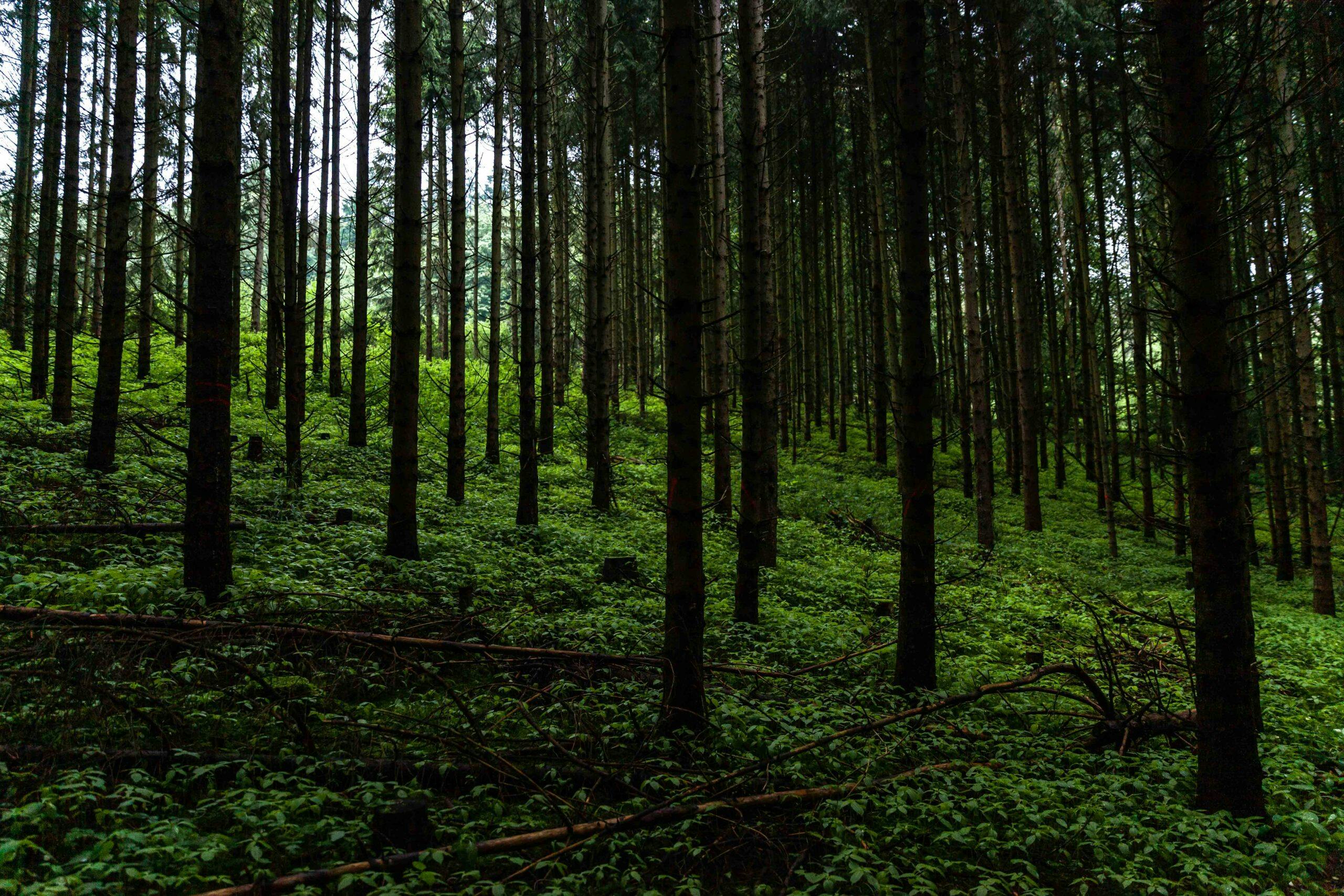 2024 Nürburgring 24 Hours forest